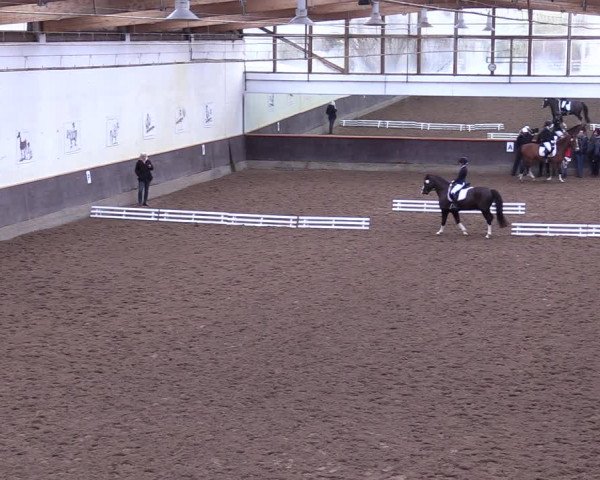 Reitturnier Dallgow 2019