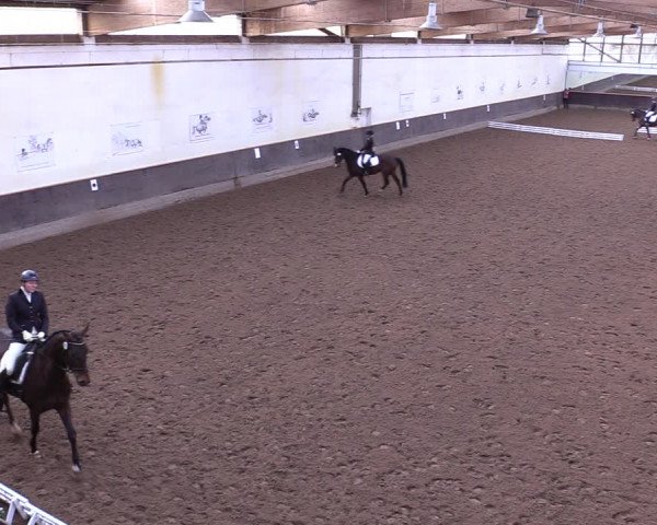 Reitturnier Dallgow 2019