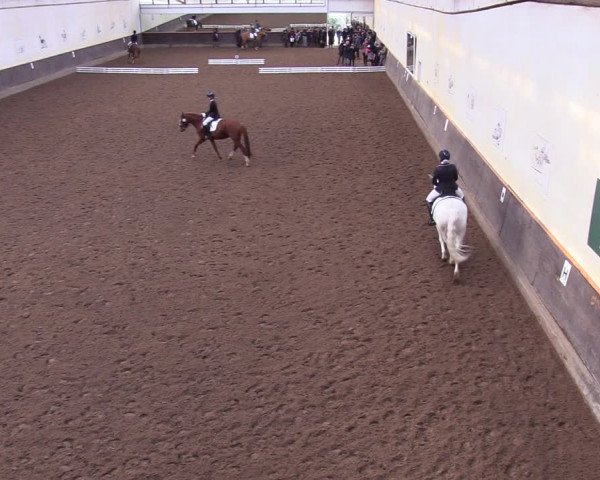 Reitturnier Dallgow 2019