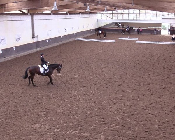Reitturnier Dallgow 2019