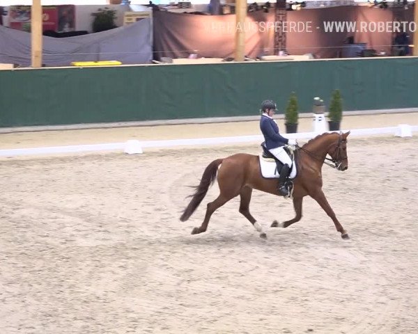 Reitturnier Dielsdorf, Horsepark 2019