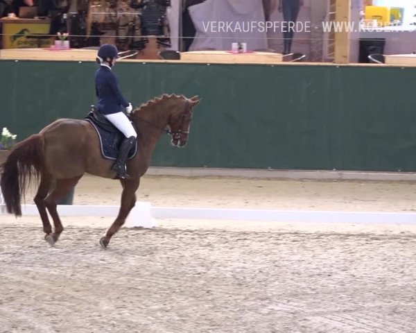 Reitturnier Dielsdorf, Horsepark 2019