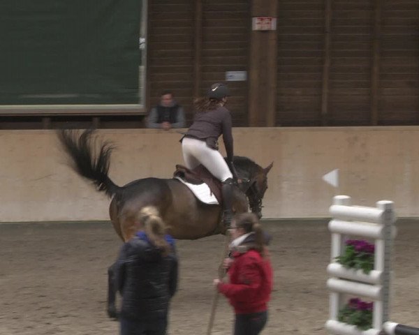 Reitturnier Mannheim-Neckarau 2019