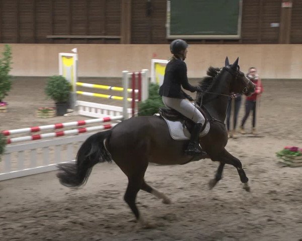 Reitturnier Mannheim-Neckarau 2019