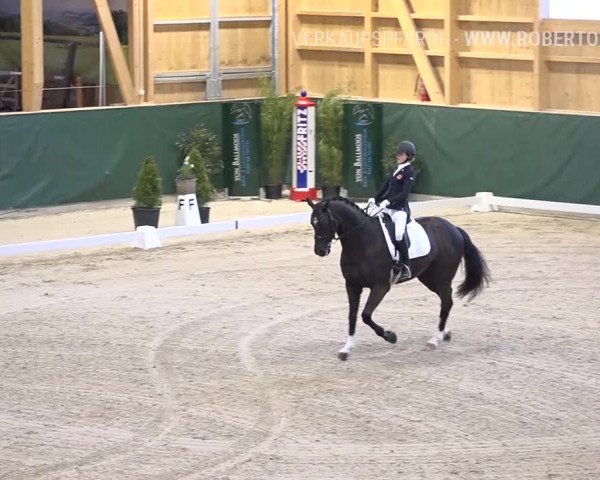 Reitturnier Dielsdorf, Horsepark 2019