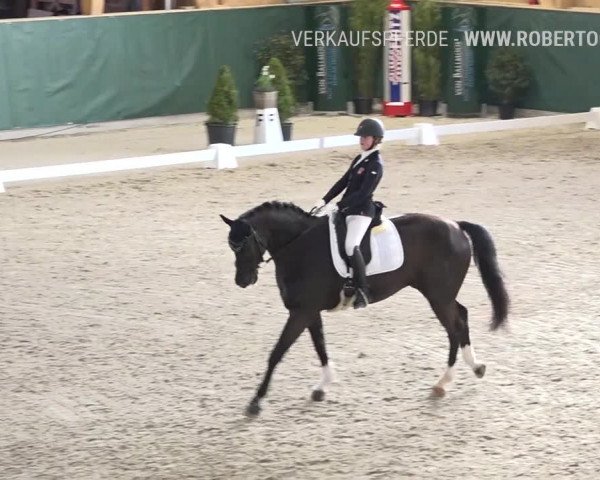 Reitturnier Dielsdorf, Horsepark 2019