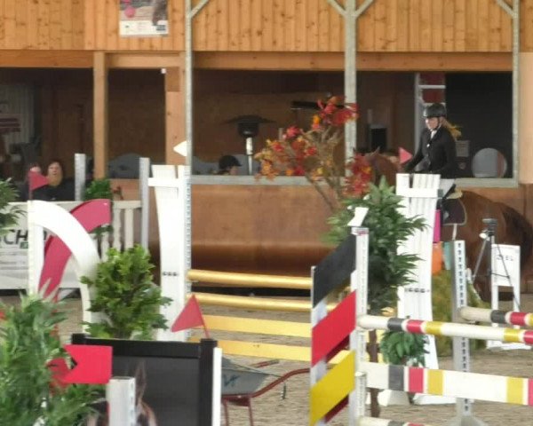Reitturnier Dettingen 2019