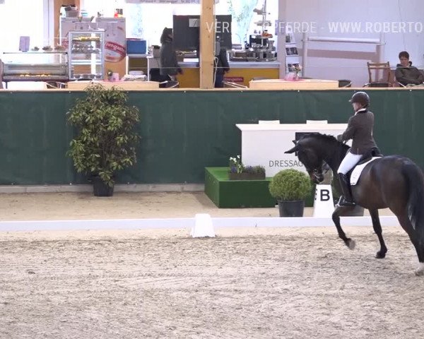 Reitturnier Dielsdorf, Horsepark 2019