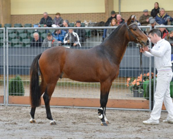 dressage horse Amor (New Forest Pony, 2010, from Polsbury Pirelli)