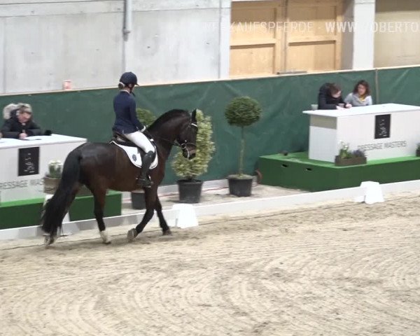 Reitturnier Dielsdorf, Horsepark 2019