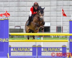 horse Bassy (Nederlands Rijpaarden en Pony, 2003)