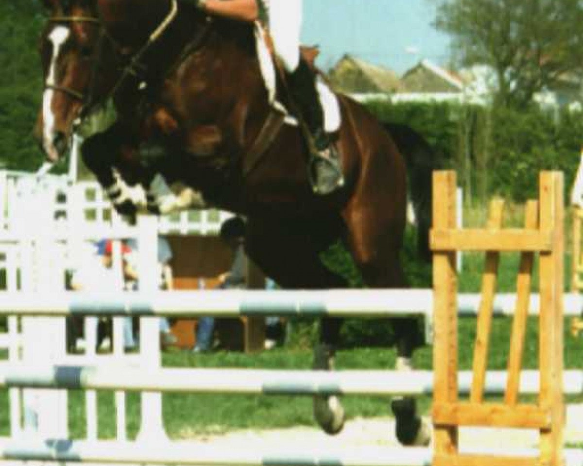 stallion Aladin du Chesnay (Selle Français, 1988, from Muguet du Manoir)