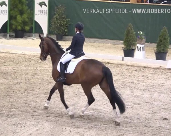 Reitturnier Dielsdorf, Horsepark 2019