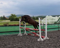 Pferd Quintara 17 (Württemberger, 2013, von Quinto's Chamb)