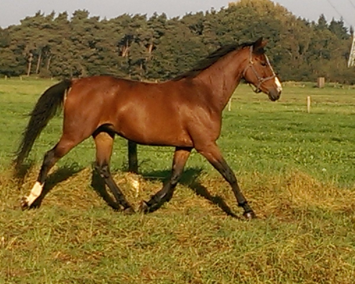 Zuchtstute Caprice DD (Belgium Sporthorse, 2008, von Ogano Sitte)