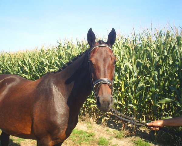 broodmare Odulia Bella (KWPN (Royal Dutch Sporthorse), 1996, from Lux Z) broodmare Odulia Bella (KWPN (Royal Dutch Sporthorse), 1996, from Lux Z)