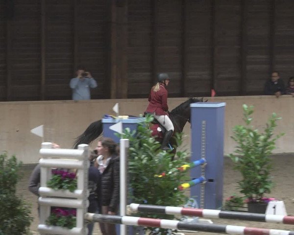 Reitturnier Mannheim-Neckarau 2019
