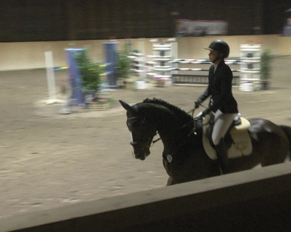 Reitturnier Mannheim-Neckarau 2019