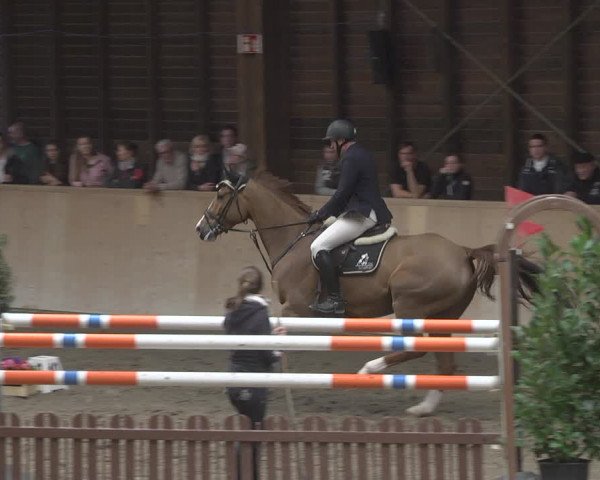 Reitturnier Mannheim-Neckarau 2019