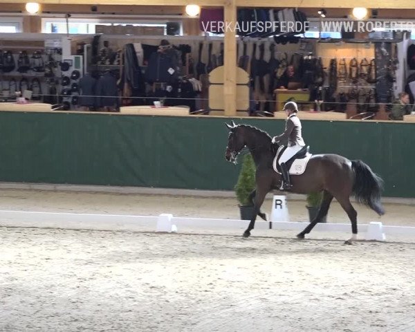 Reitturnier Dielsdorf, Horsepark 2019