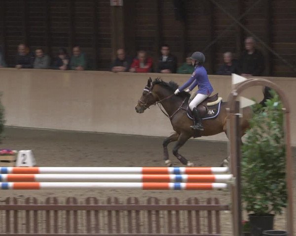 Reitturnier Mannheim-Neckarau 2019