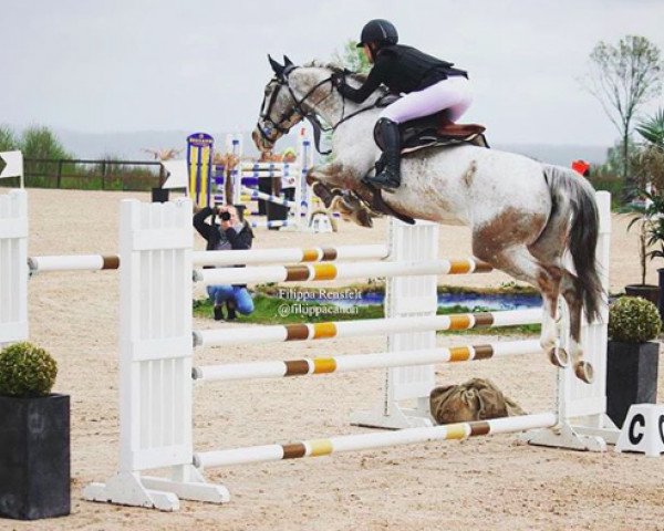 Jumper Wizard VIII (Dutch Riding Pony, 2003, from Okkie Trooi)