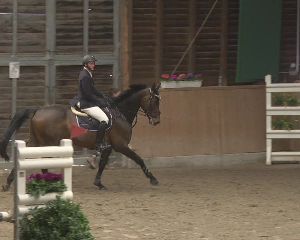 Reitturnier Mannheim-Neckarau 2019