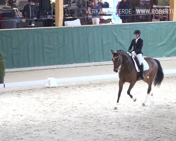 Reitturnier Dielsdorf, Horsepark 2019