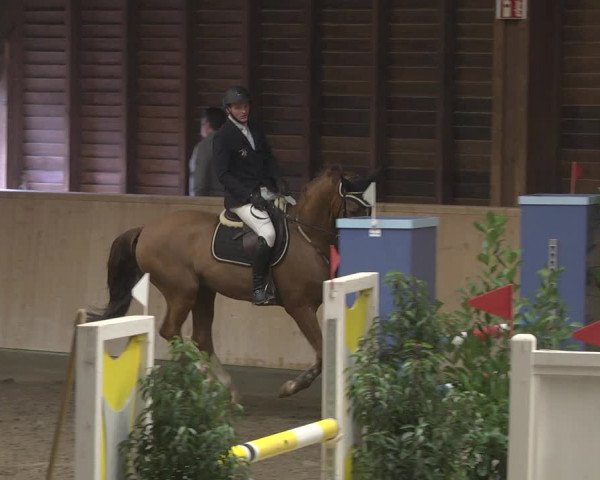 Reitturnier Mannheim-Neckarau 2019