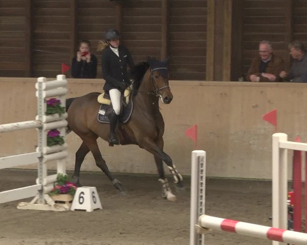 Reitturnier Mannheim-Neckarau 2019