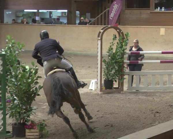 Reitturnier Mannheim-Neckarau 2019