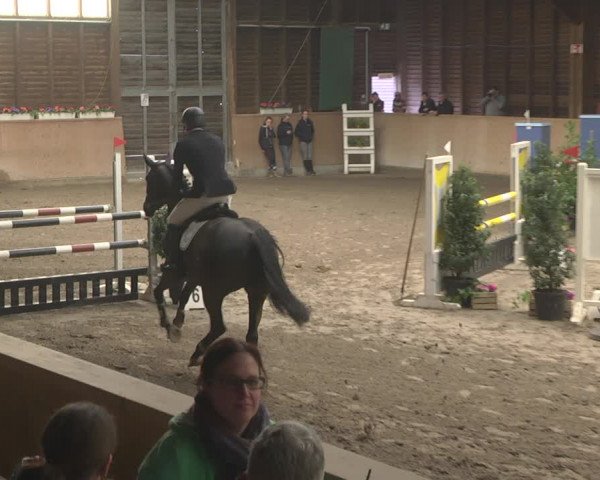 Reitturnier Mannheim-Neckarau 2019