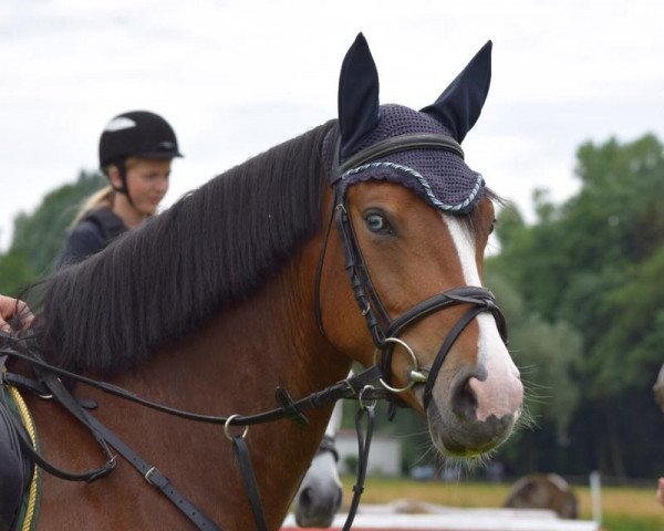 jumper Murmel 58 (German Riding Pony, 2010, from Take it easy)