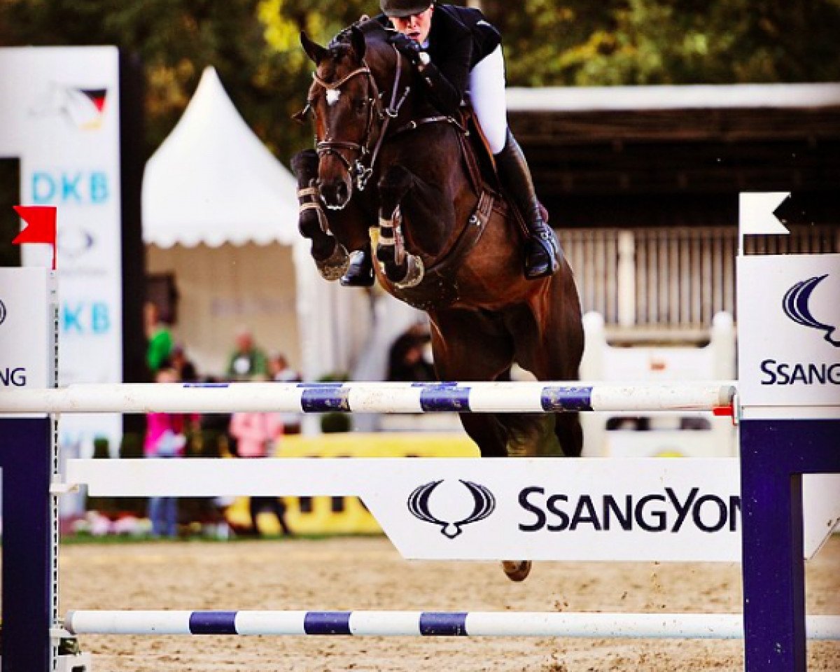 stallion Cristofin (Westphalian, 2009, from Cristallo I)
