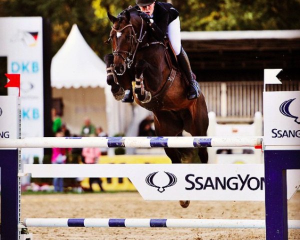 stallion Cristofin (Westphalian, 2009, from Cristallo I)