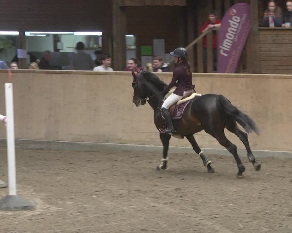 Reitturnier Mannheim-Neckarau 2019