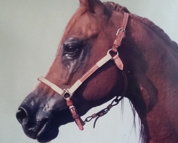 stallion Sorak ox (Arabian purebred, 1970, from Khaliq ox)