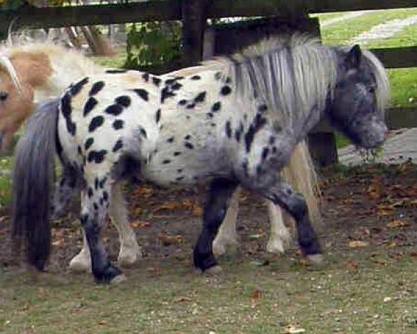 stallion Frosti's Filou von Buchberg (Dt.Part-bred Shetland pony, 2010, from Frosty Flake II of Roinja)