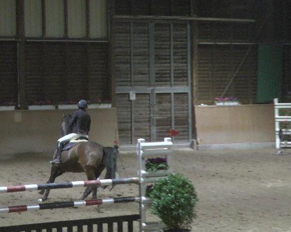 Reitturnier Mannheim-Neckarau 2019