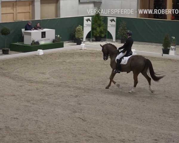 Reitturnier Dielsdorf, Horsepark 2019