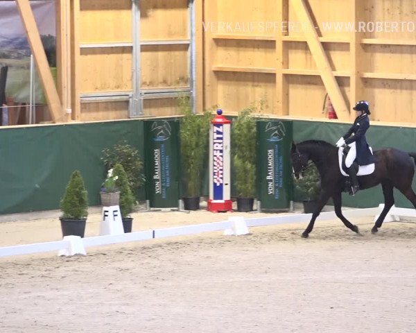 Reitturnier Dielsdorf, Horsepark 2019
