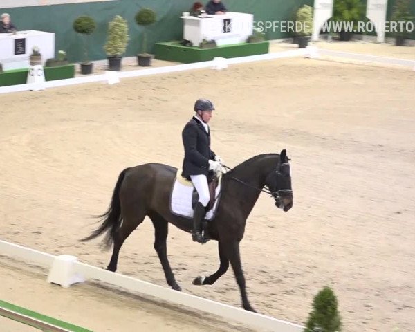 Reitturnier Dielsdorf, Horsepark 2019