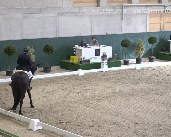 Reitturnier Dielsdorf, Horsepark 2019