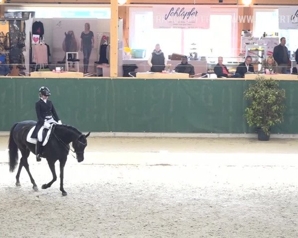 Reitturnier Dielsdorf, Horsepark 2019