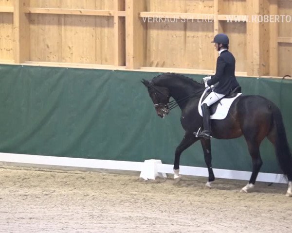 Reitturnier Dielsdorf, Horsepark 2019