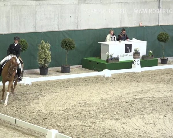 Reitturnier Dielsdorf, Horsepark 2019