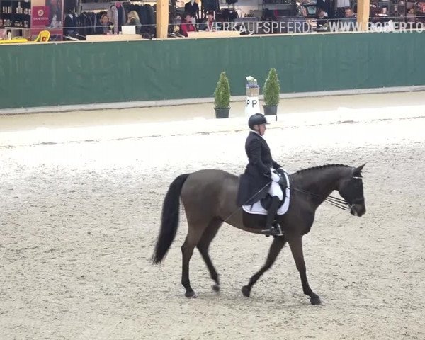 Reitturnier Dielsdorf, Horsepark 2019