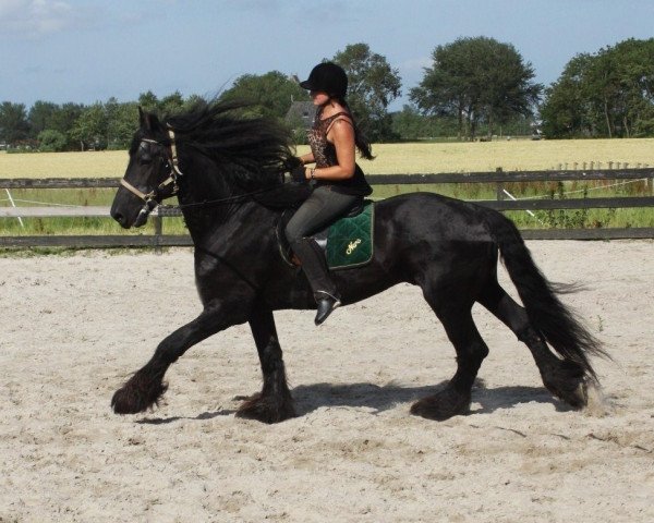 Deckhengst Uncas (Friese, 2001)