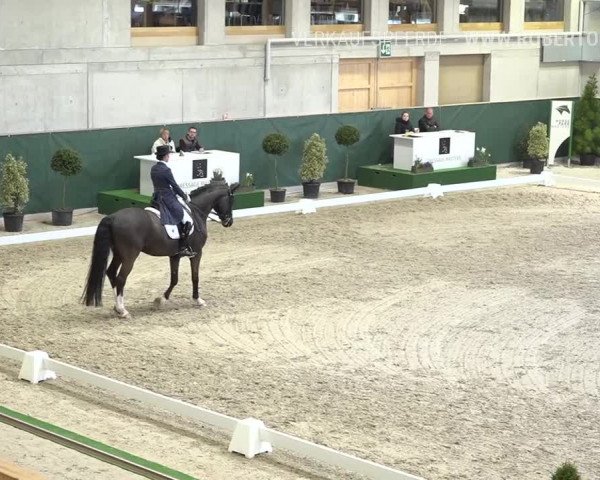 Reitturnier Dielsdorf, Horsepark 2019