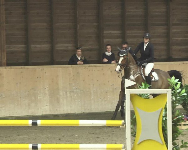 Reitturnier Mannheim-Neckarau 2019
